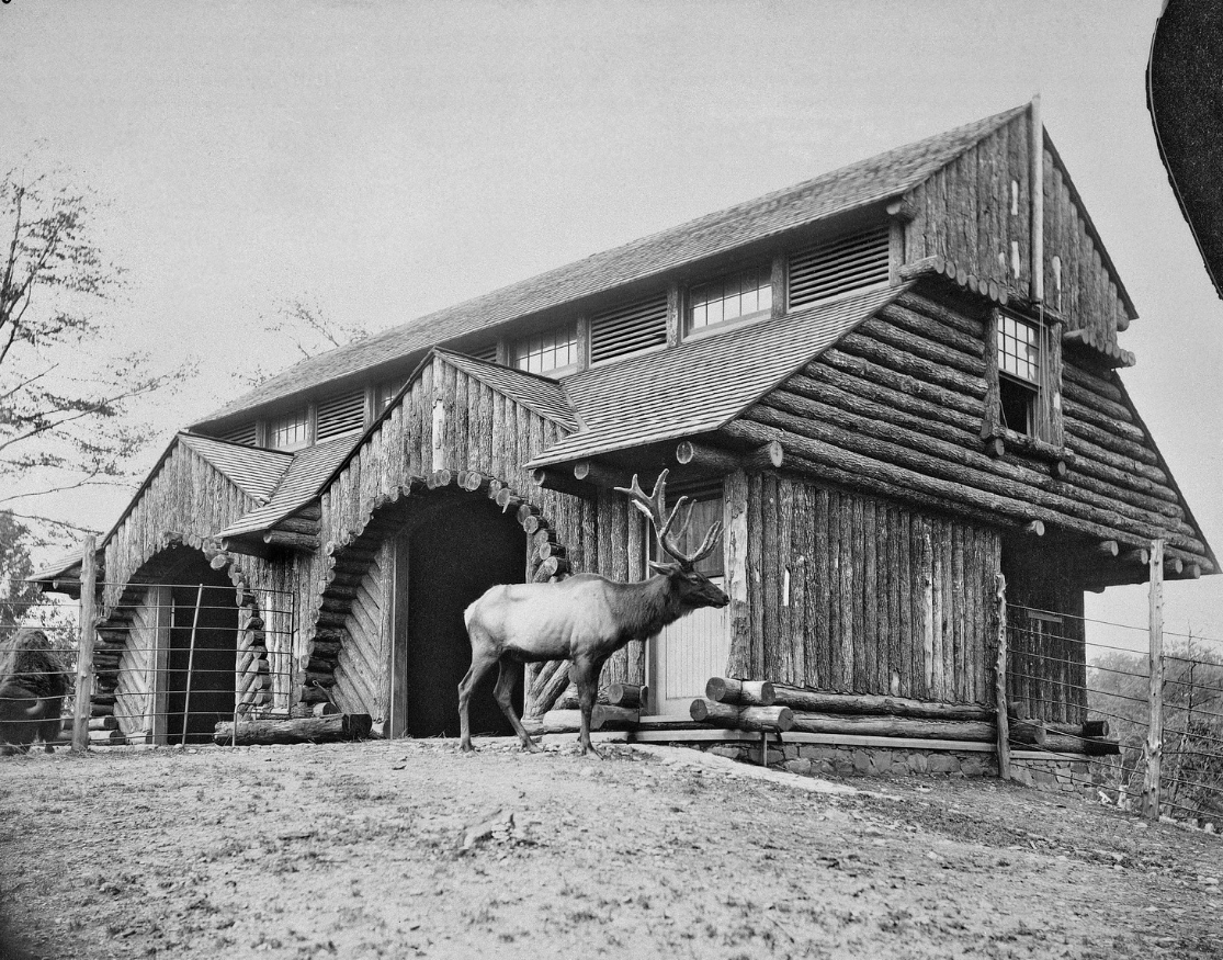 Black and white photo of a log building with an elk in the foreground.